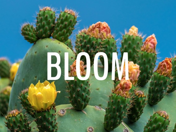 bloom-2023