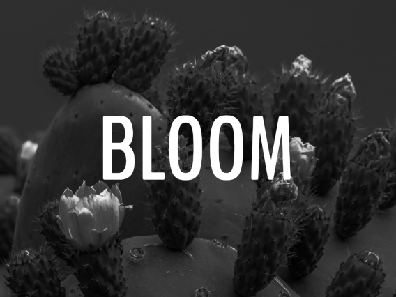 Bloom 2024